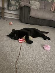 Reunited Male Cat last seen The Glade, Cowplain, Hampshire, England PO7 8LQ