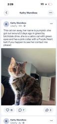 Lost Female Cat last seen Near birchdale drive, Girard, PA 16417