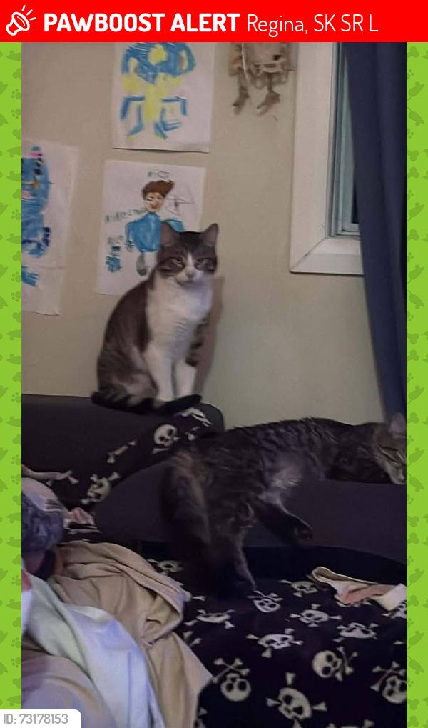 Lost Male Cat last seen CreeLand Mini mart, Regina, SK S4R 3L7