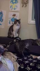 Lost Male Cat last seen CreeLand Mini mart, Regina, SK S4R 3L7