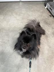Lost Male Dog last seen Mendocino, Stockton, CA 95202