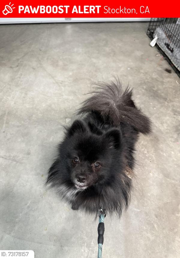 Lost Male Dog last seen Mendocino, Stockton, CA 95202