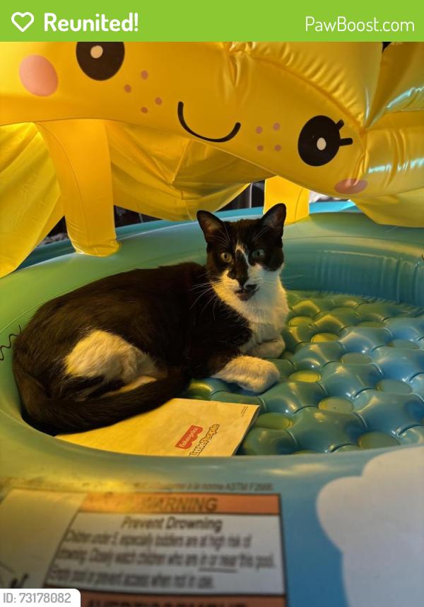 Reunited Male Cat last seen Glen Cove Dr and Newhope St, Garden Grove, CA 92843