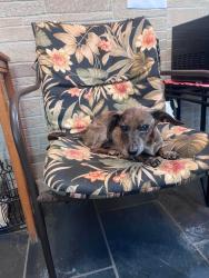 Lost Male Dog last seen 14th and sandlin rd sw Decatur al 35601, Decatur, AL 35601