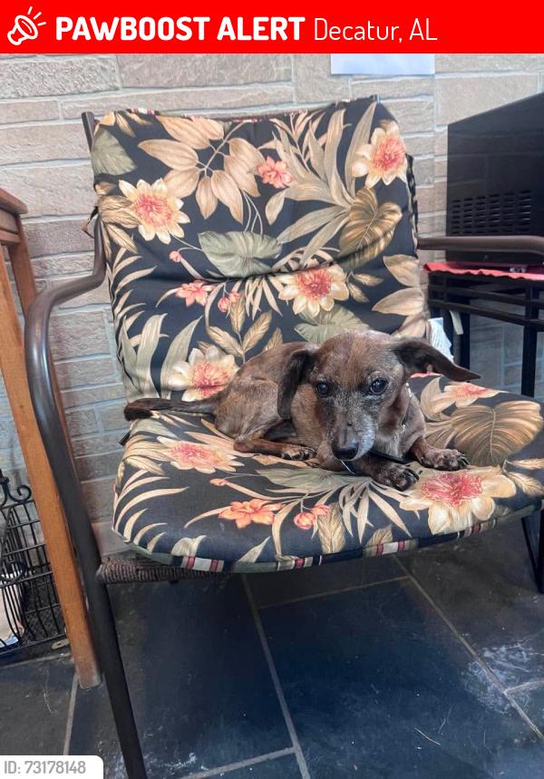 Lost Male Dog last seen 14th and sandlin rd sw Decatur al 35601, Decatur, AL 35601