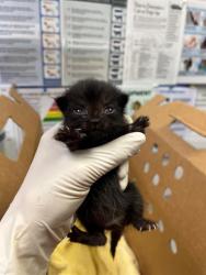 Shelter Stray Female Cat last seen SAMS CLUB BUSCH DR, 2020 Forest St, Jacksonville, FL 32204, USA