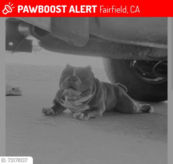 Lost Male Dog last seen N texas and pacific st /near old dmv, Fairfield, CA 94533