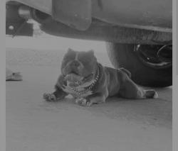 Lost Male Dog last seen N texas and pacific st /near old dmv, Fairfield, CA 94533