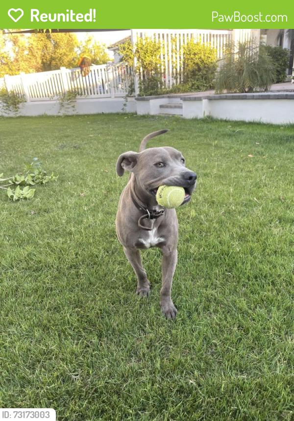 Reunited Male Dog last seen Valle Vista, California, Valle Vista, CA 92544