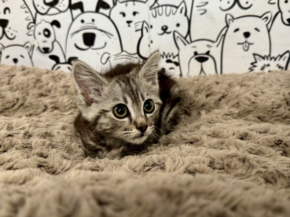 Shelter Stray Female Cat last seen , 957 N Gaffey St, San Pedro, CA 90731, USA
