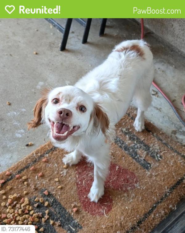 Reunited Female Dog last seen Rider in the VOA, Perris, CA 92571