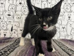 Shelter Stray Male Cat last seen , 957 N Gaffey St, San Pedro, CA 90731, USA
