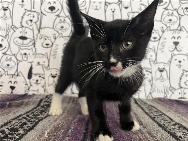 Shelter Stray Male Cat last seen , 957 N Gaffey St, San Pedro, CA 90731, USA