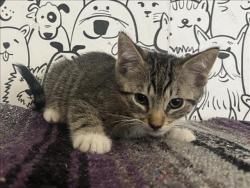 Shelter Stray Male Cat last seen , 957 N Gaffey St, San Pedro, CA 90731, USA