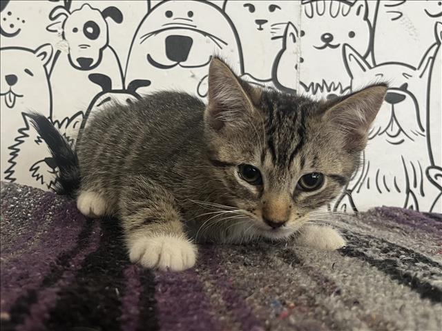 Shelter Stray Male Cat last seen , 957 N Gaffey St, San Pedro, CA 90731, USA