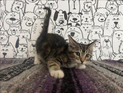 Shelter Stray Female Cat last seen , 957 N Gaffey St, San Pedro, CA 90731, USA