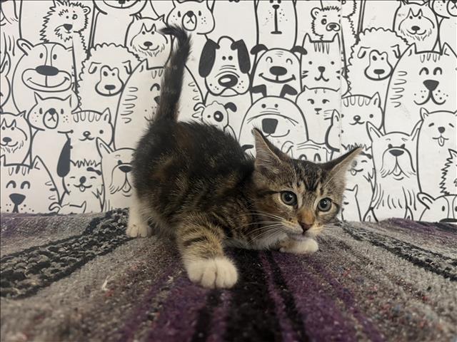 Shelter Stray Female Cat last seen , 957 N Gaffey St, San Pedro, CA 90731, USA