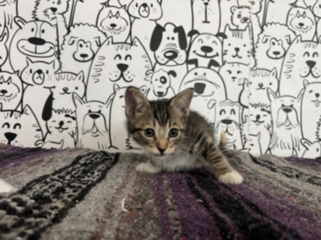 Shelter Stray Female Cat last seen , 957 N Gaffey St, San Pedro, CA 90731, USA