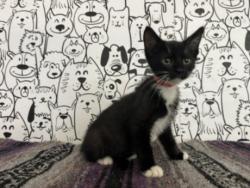 Shelter Stray Male Cat last seen , 957 N Gaffey St, San Pedro, CA 90731, USA