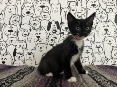 Shelter Stray Male Cat last seen , 957 N Gaffey St, San Pedro, CA 90731, USA