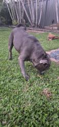 Found/Stray Male Dog last seen Monterey keys, Helensvale, QLD 4212