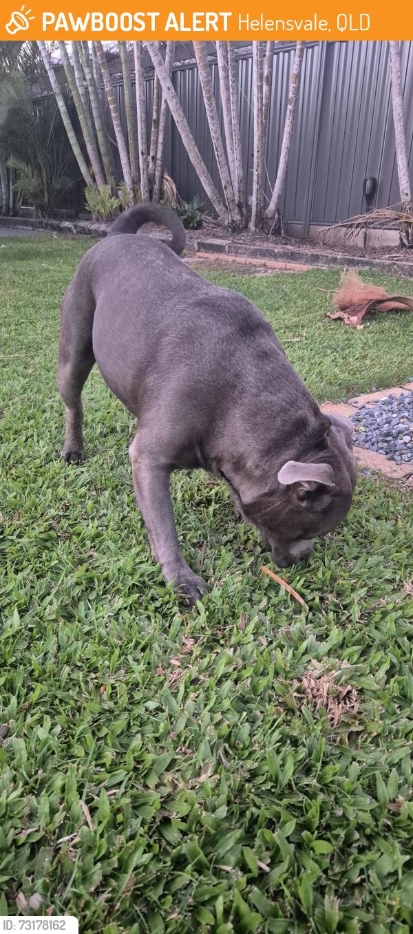 Found/Stray Male Dog last seen Monterey keys, Helensvale, QLD 4212
