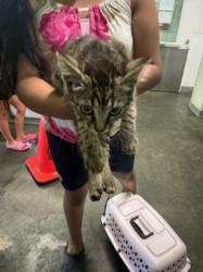Shelter Stray Male Cat last seen , 1850 W 60th St, Los Angeles, CA 90047, USA