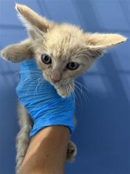 Shelter Stray Male Cat last seen W FROMER AND TEAKWOOD, 333 Chandler Pl, San Bernardino, CA 92408, USA