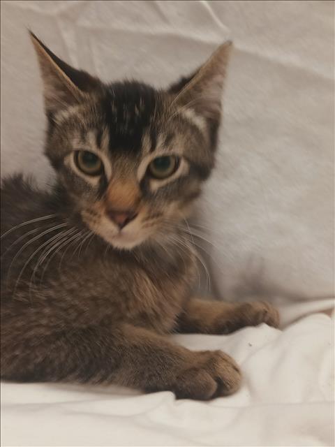 Shelter Stray Female Cat last seen , 1850 W 60th St, Los Angeles, CA 90047, USA