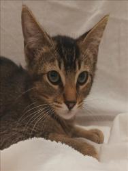 Shelter Stray Male Cat last seen , 1850 W 60th St, Los Angeles, CA 90047, USA