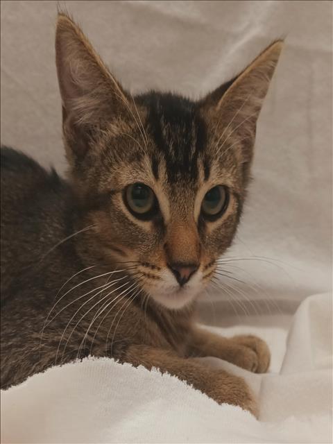 Shelter Stray Male Cat last seen , 1850 W 60th St, Los Angeles, CA 90047, USA