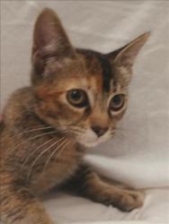 Shelter Stray Male Cat last seen , 1850 W 60th St, Los Angeles, CA 90047, USA