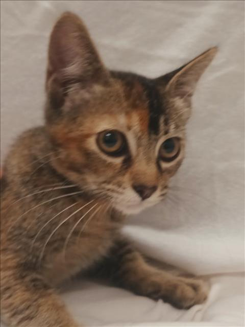 Shelter Stray Male Cat last seen , 1850 W 60th St, Los Angeles, CA 90047, USA