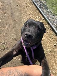 Shelter Stray Male Dog last seen Near BLOCK RIVER RD, 3528 Newburg Rd, Louisville, KY 40218, USA