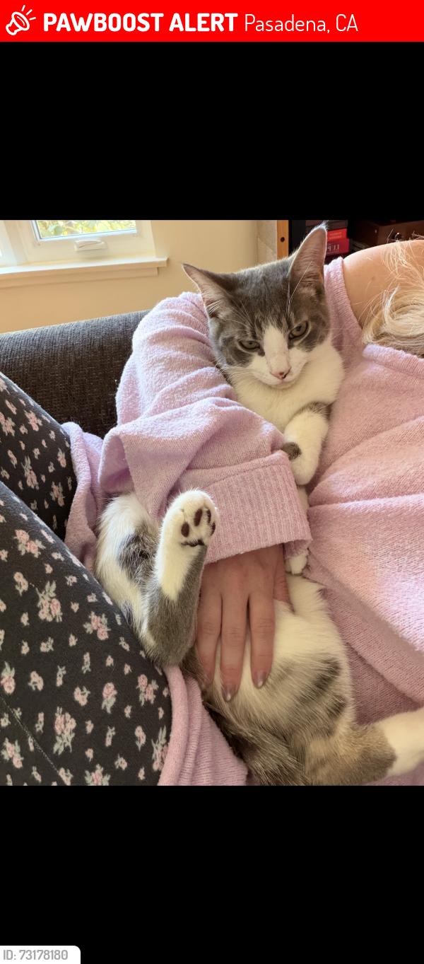Lost Male Cat last seen Near rim road, Pasadena, CA 91107