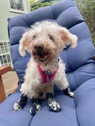 Shelter Stray Female Dog last seen 35th Street, Oakland, CA, 1101 29th Ave, Oakland, CA 94601, USA