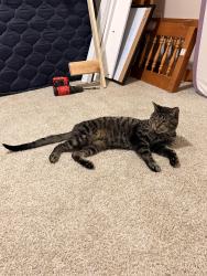 Lost Male Cat last seen Whiteland Rd and St Rd 135, Bargersville, IN 46106