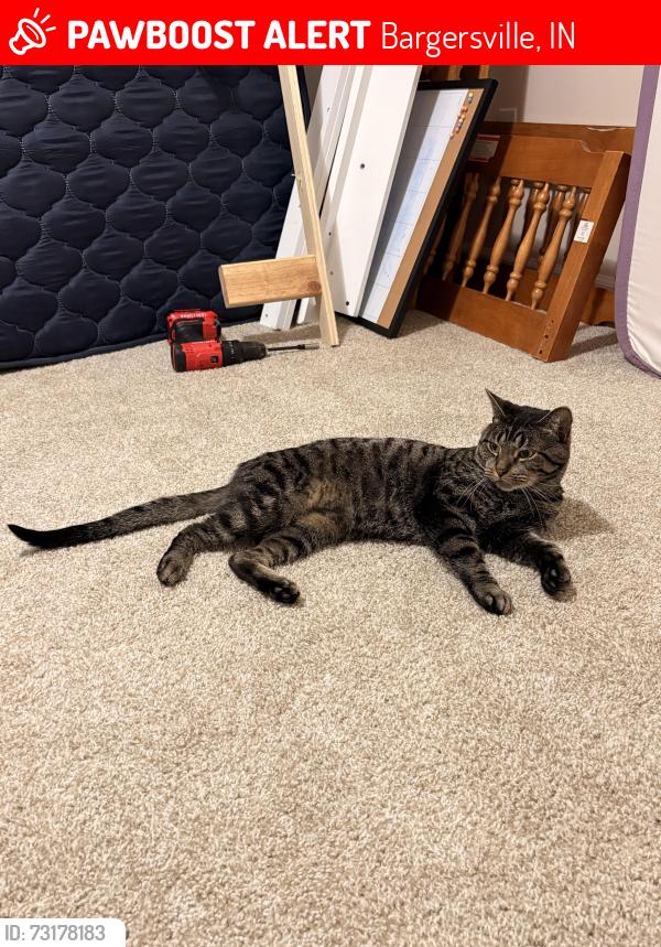 Lost Male Cat last seen Whiteland Rd and St Rd 135, Bargersville, IN 46106