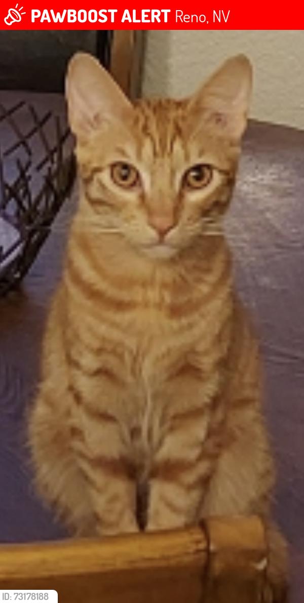 Lost Male Cat last seen Desert Lake, Reno, NV 89508