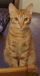 Lost Male Cat last seen Desert Lake, Reno, NV 89508