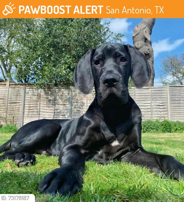 Found/Stray Female Dog last seen Gold dust and saddlebrook, San Antonio, TX 78245