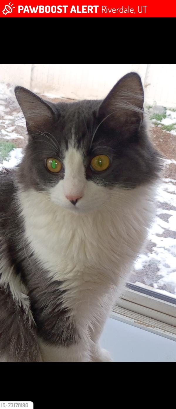 Lost Male Cat last seen neighborhood of 1050w Riverdale Utah 84405, Riverdale, UT 84405
