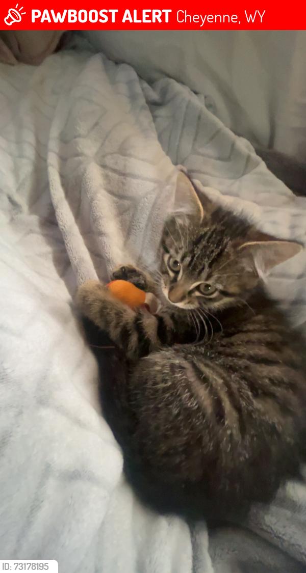 Lost Male Cat last seen Crazy Horse Rd, Cheyenne, WY 82009
