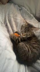 Lost Male Cat last seen Crazy Horse Rd, Cheyenne, WY 82009