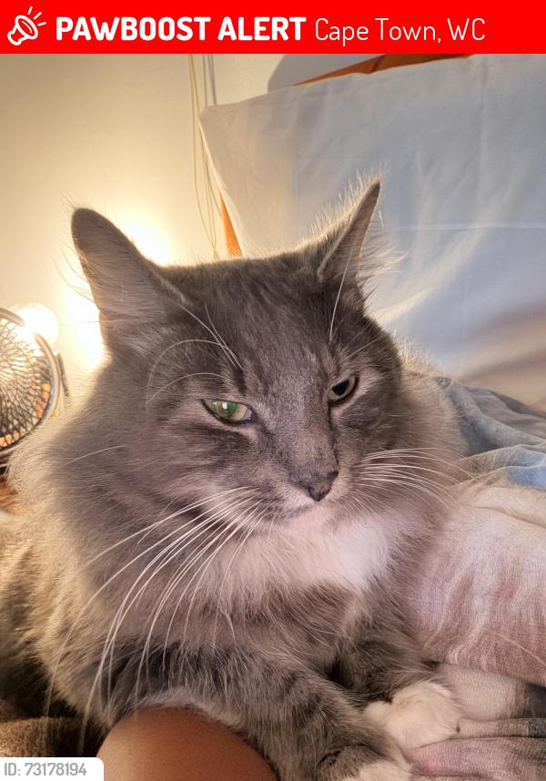 Lost Male Cat last seen Lagoon beach, Cape Town, WC 7441