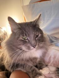 Lost Male Cat last seen Lagoon beach, Cape Town, WC 7441