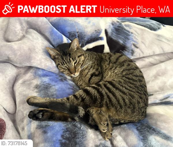 Lost Male Cat last seen 79th Ave W & Drum Intermediate, University Place, WA 98467