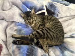 Lost Male Cat last seen 79th Ave W & Drum Intermediate, University Place, WA 98467