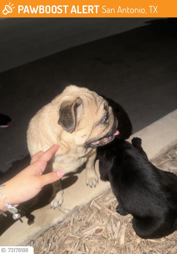 Found/Stray Female Dog last seen In front of my apmt, San Antonio, TX 78207