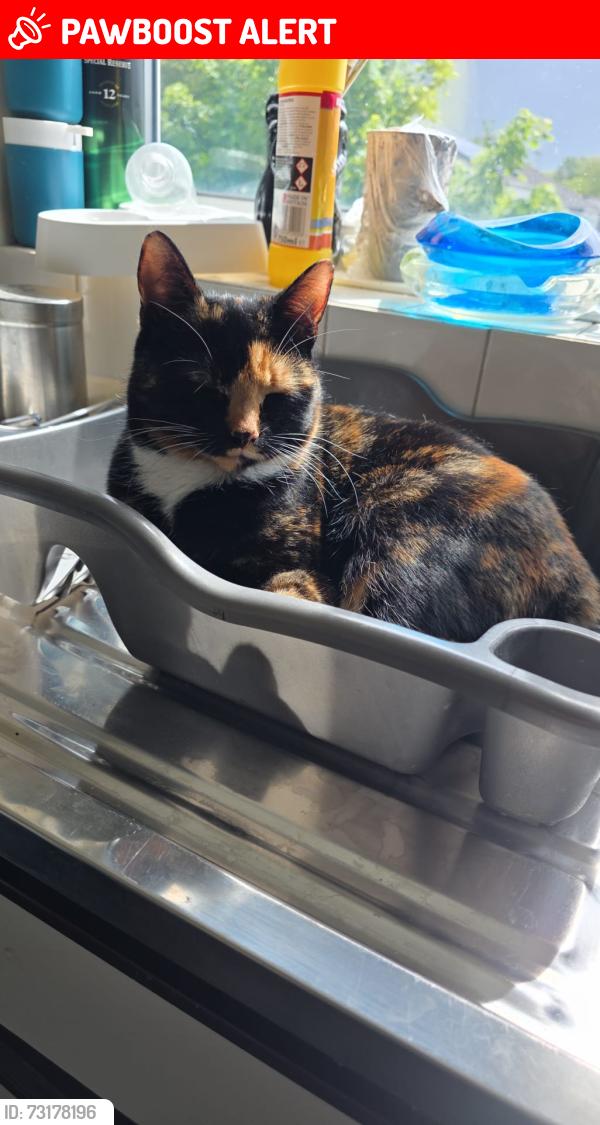 Lost Female Cat last seen B32 3UJ, West Midlands, England B32 3UJ